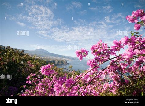 tenerife mount teide canary islands canaries pink flowers flora and ...