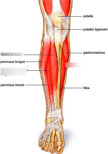 Muscles Of The Anterior Right Leg Diagram Quizlet