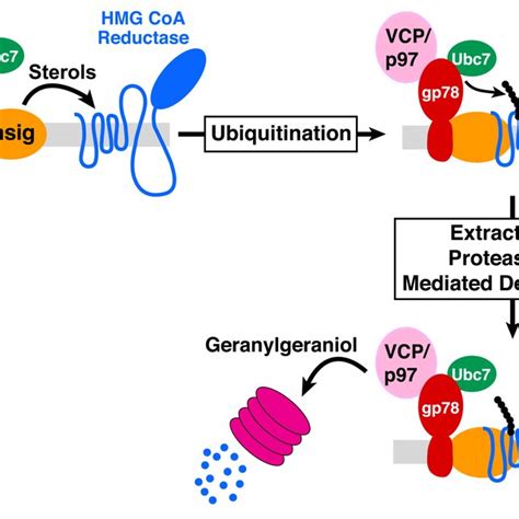 Domain structure of HMG CoA reductase. (A) As discussed in the text ...