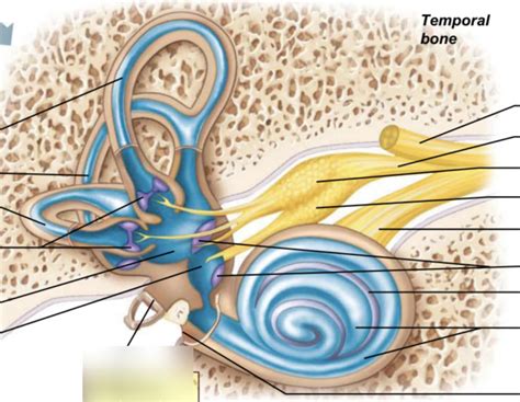 Inner Ear Diagram Quizlet