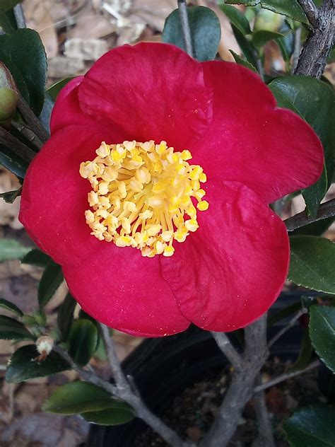 Shrubs Trees Perennials Plants By Michael Yuletide Camellia South