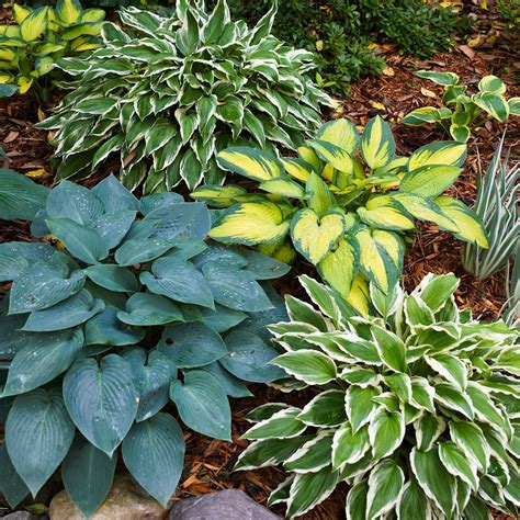 Amazon Garden State Bulb Hosta Variegated Mix Live Bare Root