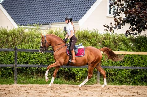 Deutsches Reitpony Hengst Jahre Cm Fuchs In Assens