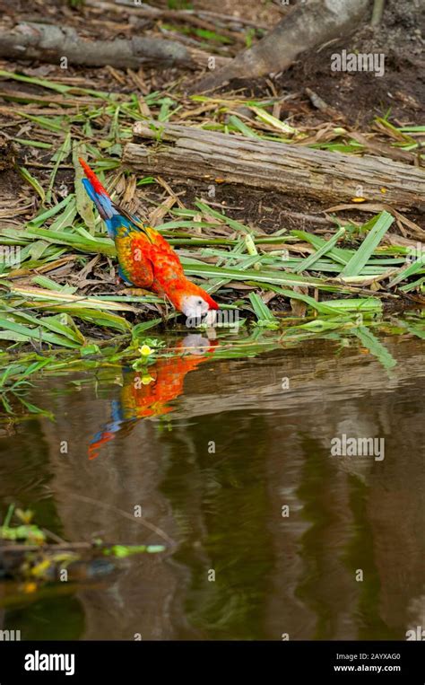 A scarlet macaw (Ara macao) is drinking from a pond in the rainforest ...