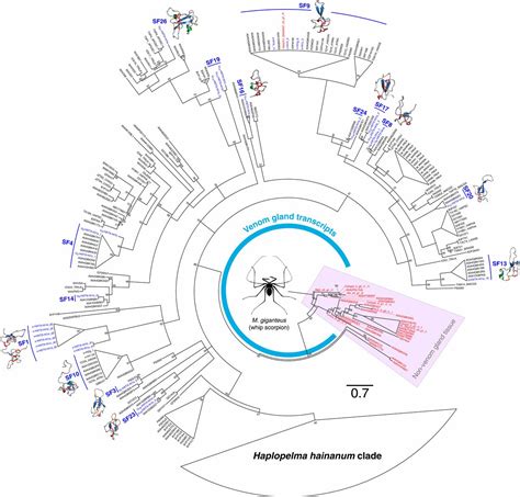 Structural Venomics Reveals Evolution Of A Complex Venom By Duplication