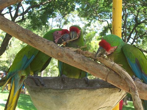 Los Loros Locos Estos Loros Al Verlo A Uno Atacaban Al Pal Wendy