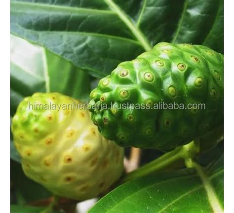 Factory Supply 100 Pure Natural Morinda Citrifolia Noni Fruit Extract