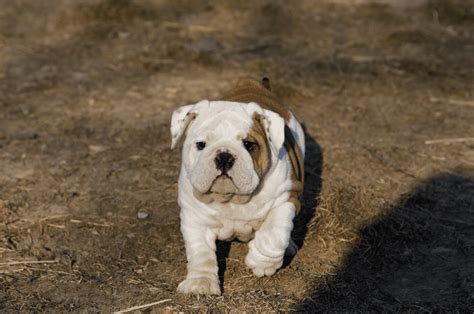 Miniature Bulldog - Guide & Top Facts - Animal Corner