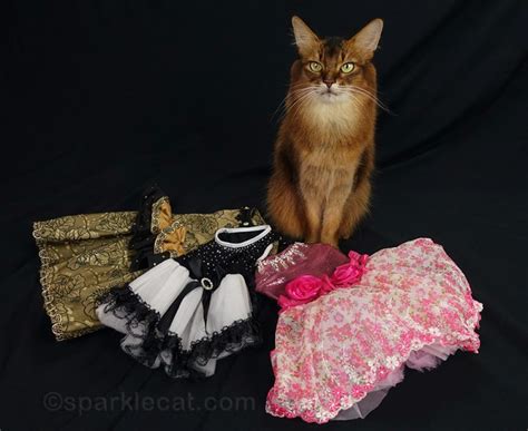 Modeling Pretty Dresses - Summer’s Fabulous Cat Life