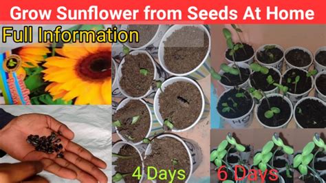 How To Grow Sunflower From Seed At Home Grow Sunflower In 6 Days Only