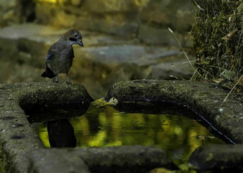 Arrendajo Euroasi Tico Garrulus Glandarius Todoservivo