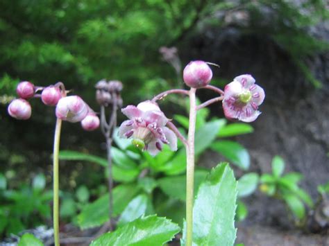 Western Princes Pine Pipsissewa Chimaphila Umbellata Flickr