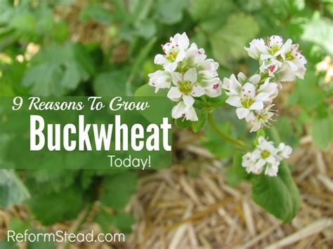 9 Reasons To Start Growing Buckwheat Today