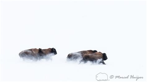 Marcel Huijser Photography | Bison running in snow field