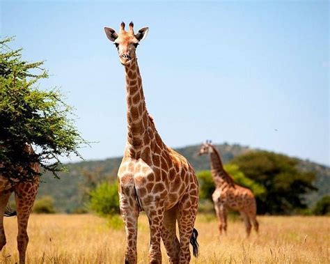 德班 南非phezulu Safari Park 旅遊景點評論 Tripadvisor