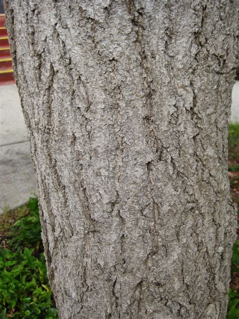 Trees of Santa Cruz County: Ginkgo biloba - Ginkgo Tree