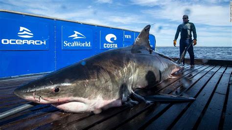 A 2,000 pound great white shark has been spotted near Miami - CNN