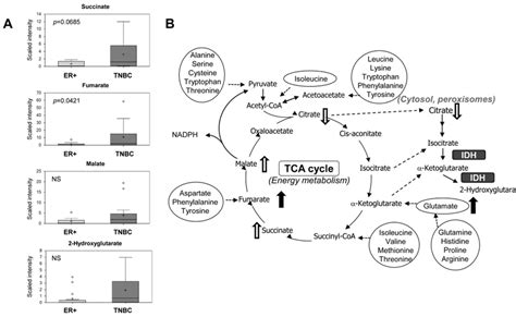 Pathway Diagram Showing The Tricarboxylic Acid Tca Cycle And Points Download Scientific