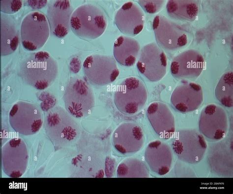 Conjunto De Cromosomas Humanos Fotograf As E Im Genes De Alta