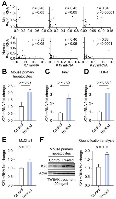 Keratin 23 Is A Stress Inducible Marker Of Mouse And Human Ductular