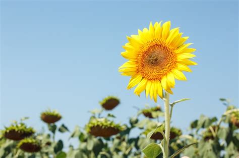 Premium Photo | Sunflower field landscape