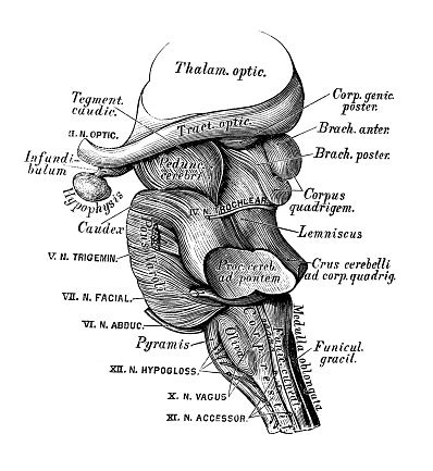 Human Anatomy Scientific Illustrations Pons Varolii Stock Illustration ...