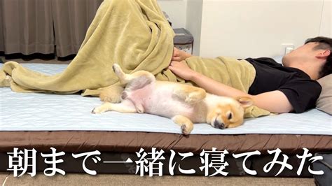 【モニタリング】7年間一緒の布団で寝てきた愛犬との夜が感動的でした Youtube