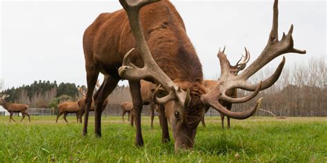 Cerf Daim Et Chevreuil Quelles Sont Les Diff Rences Entre Ces