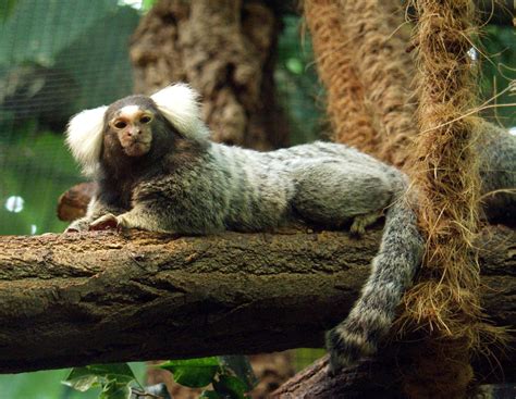 Common Marmoset Wikipedia