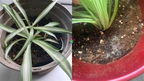 Overwatered Spider Plant Signs Causes And Solutions Garden For Indoor