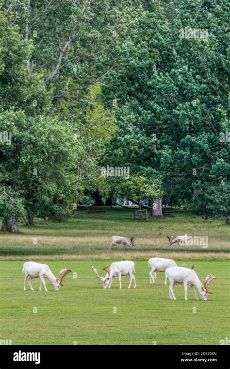 Deerparks Hi Res Stock Photography And Images Alamy