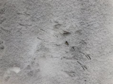 Animal Tracks in the Snow on the Asphalt. Paw Prints of Birds Stock ...