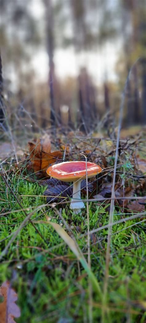 Natur Herbstwald Fliegenpilz Kostenloses Foto Auf Pixabay Pixabay