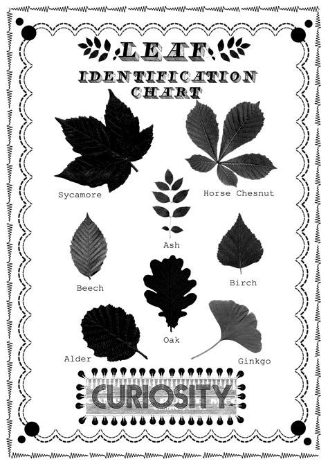 leaf identification – Sophie Loves Tea