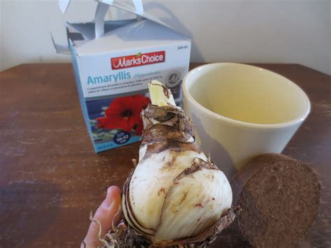 Amaryllis No Naked Lady Mark Cullen