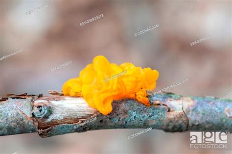 Yellow Fungus On A Branch Of A Rotten Tree Stock Photo Picture And