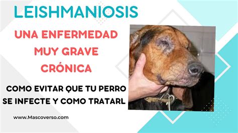 Eli Mi Veterinaria Episodio 9 Leishmaniasis O Leishmaniasis En Perro