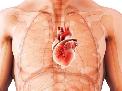 Cardiomegaly Enlarged Heart Causes Symptoms Diagnosis Treatment