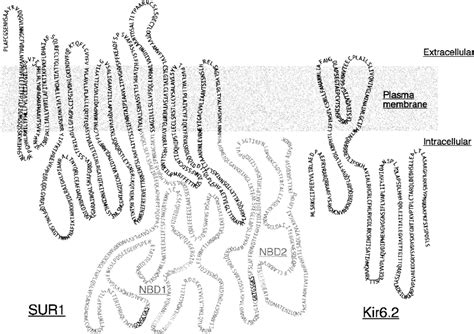 Predicted Topology Of K Atp Channel Subunits The Structures Of Human