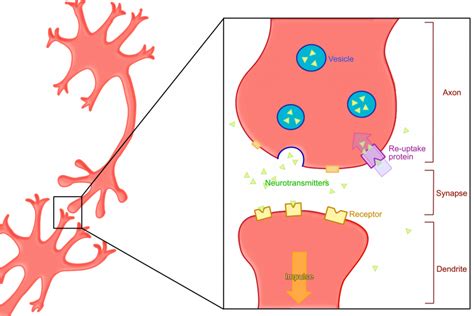 Picture Of Neuron Synapse - art-whatup