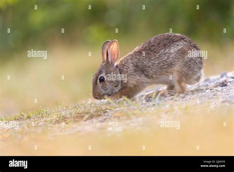 Eastern Cottontail Sylvilagus Floridanus In Summer Stock Photo Alamy