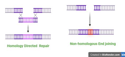 DNA Repair Mechanisms Definition Types Regulations Applications