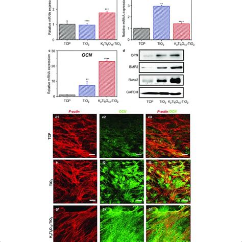 Gene And Protein Expression Of The Osteogenic Differentiation Of Mscs Download Scientific