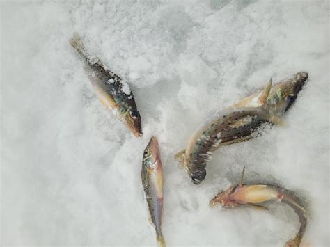 Зимняя рыбалка в сибири - фото и картинки: 65 штук