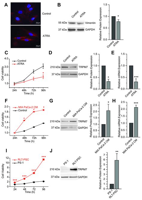 Cells Free Full Text Trpm7 Modulates Human Pancreatic Stellate Cell