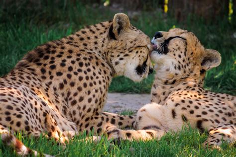 Cheetahs Kissing