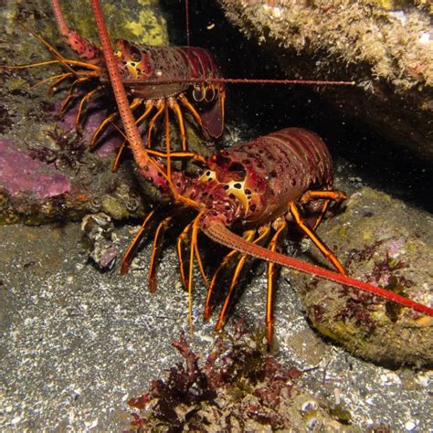 California spiny lobster - Facts, Diet, Habitat & Pictures on Animalia.bio