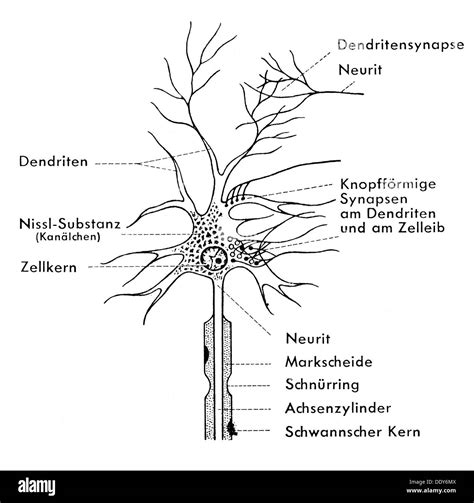 medicine, anatomy, nerve cell, schematic diagram of a ganglion cell, drawing, 20th century, 20th ...