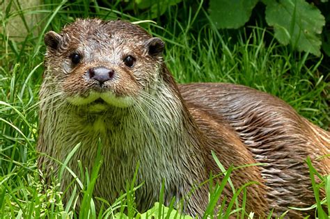 Közönséges Vidra Lutra Lutra Paksi Tanösvények