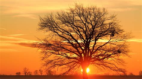 Fotos gratis paisaje árbol naturaleza rama planta amanecer